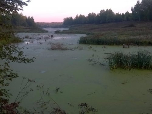 акватория бобров
