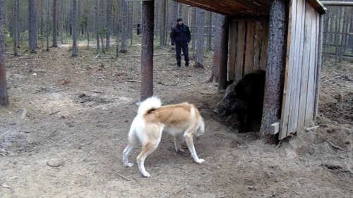 знакомство с кабаном