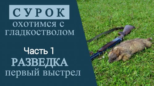 Охота на сурка с гладкостволом. Часть 1. Разведка. Первый выстрел