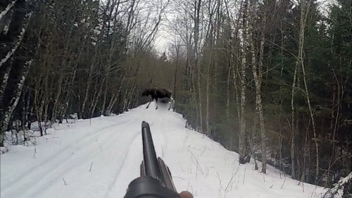 Загонная охота с собаками. По итогу 4 кабана