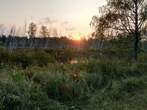 Утро на стане.