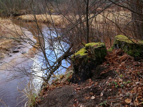 Река Витца, Новгородская область