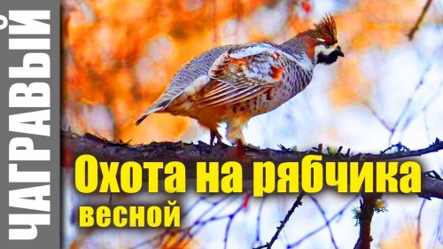 Гуманная охота на рябчика... Весной