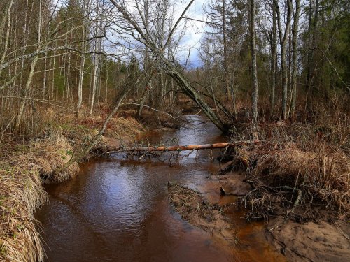 Река Витца, Новгородская область