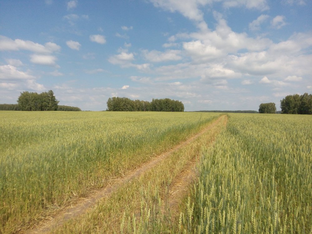 Летняя картина