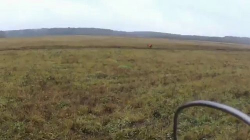 Работа дратхаара Идея по фазану в лесу