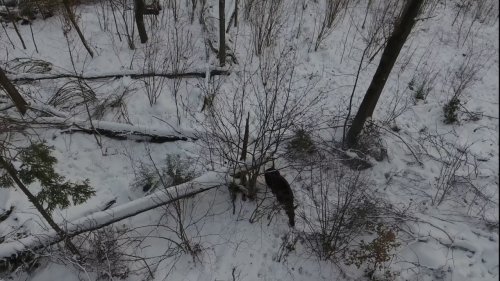 Охота с лайкой на лося. Съемки с квадрокоптера