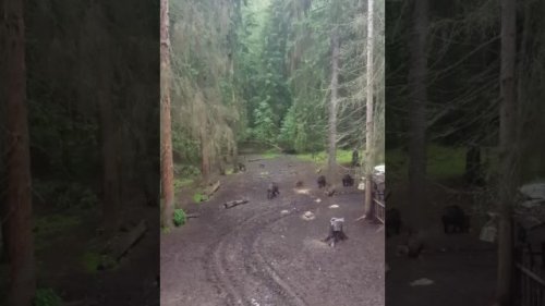 Охота на кабана в Московской области с вышки.