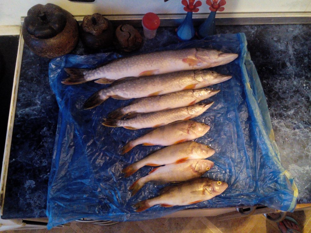 Первый мой улов на спининг ( честно )