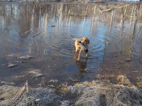 Помощник))