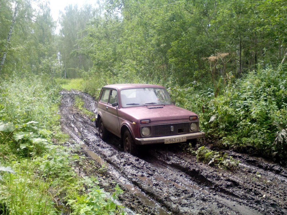 По грибы