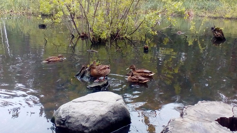 кряквы