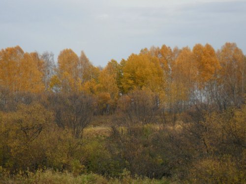 Золото природы...
