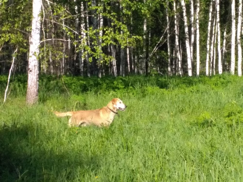 Рокот