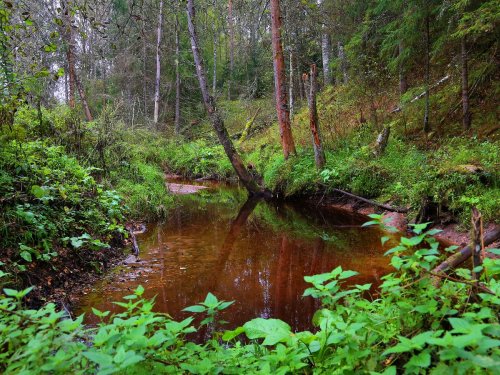 Река Витца, Новгородская область