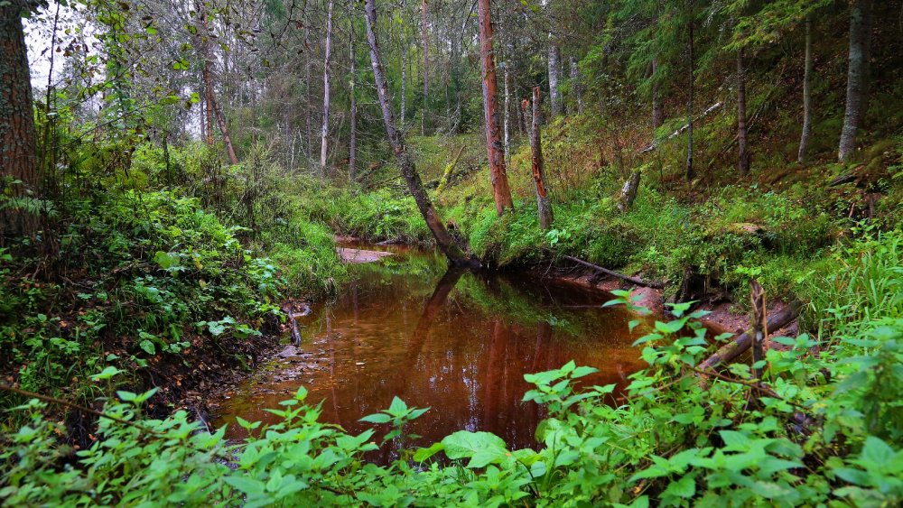 Река Витца, Новгородская область