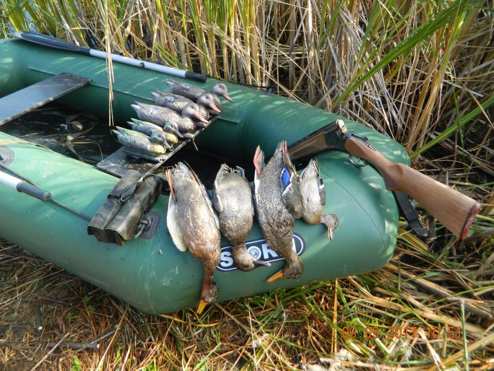 Утрянка на родине.