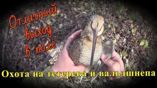 Охота на тетерева, вальдшнепа и солонец на зайца