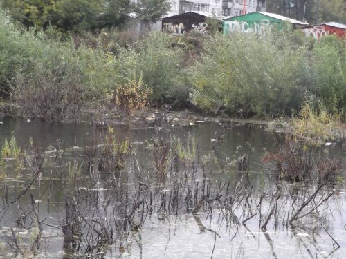 Гуси в городе