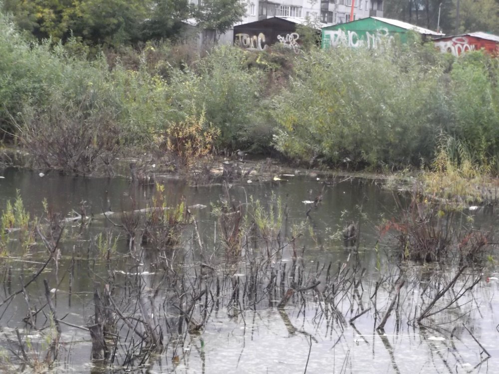 Гуси в городе