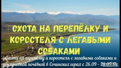 Охота на перепёлку и коростеля с легавыми собаками с двухдневной ночёвкой в горах Сочи