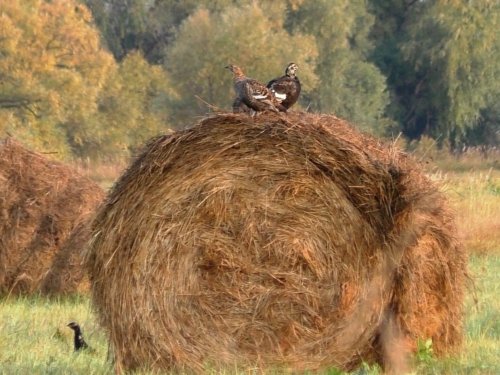 Тетери.