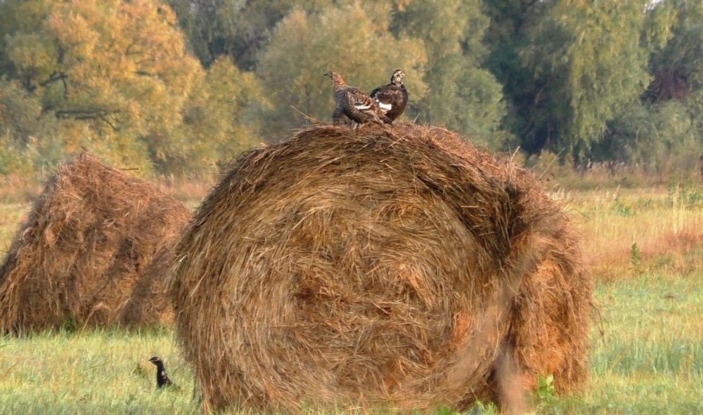 Тетери.
