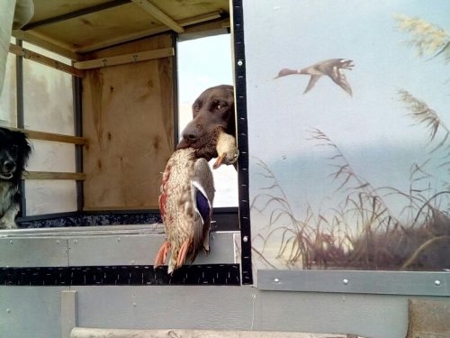 Гек в ожидании хозяина)))