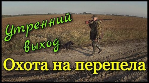 Охота на перепела. Утренний выход. Охота в Томской области 2017.