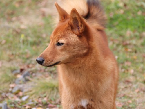 Чара 7 месяцев