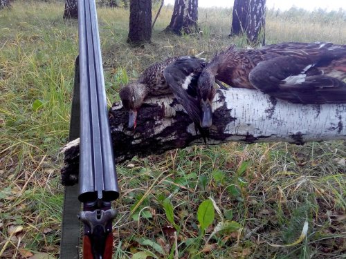 Ранним утром...