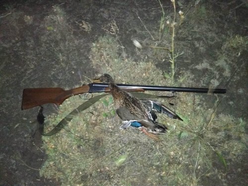 Крякаш крупный, вчерашний, уже почти без пеньков