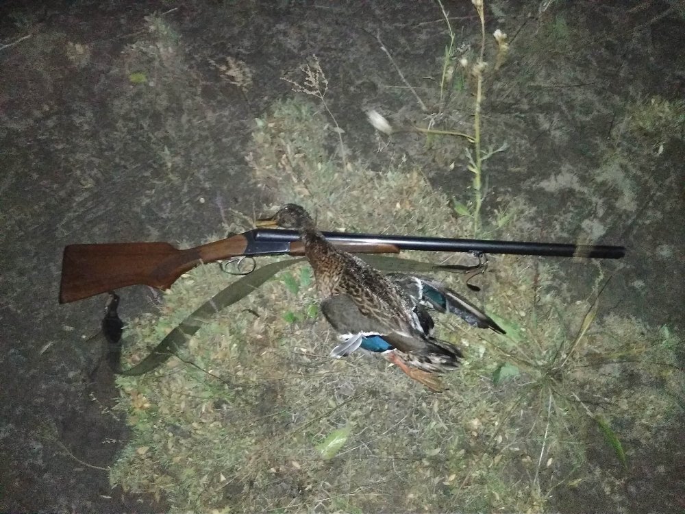 Крякаш крупный, вчерашний, уже почти без пеньков