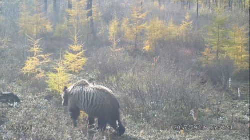 Медведь ловит бурундуков
