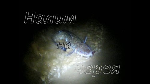 Рыбалка на налима,донка.