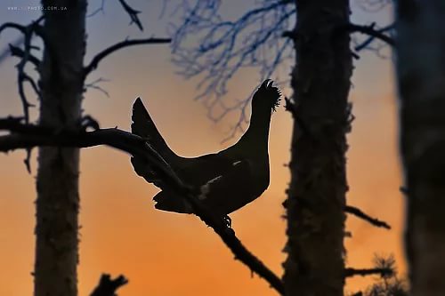 На глухарином току с сыном