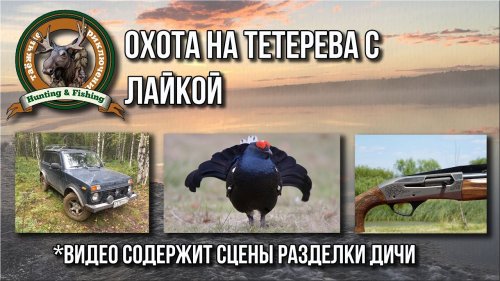 Охота на тетерева с лайкой. Осень 2017 год.