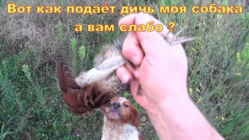 Охота на перепёлку Супер подача легавой , перепёлки на охоте , прямо в руки хозяина