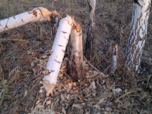 Карандаши