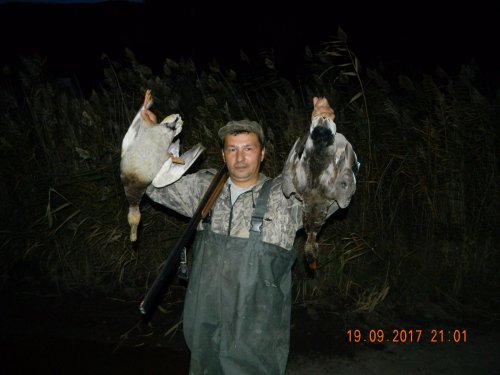 Два селезня.
