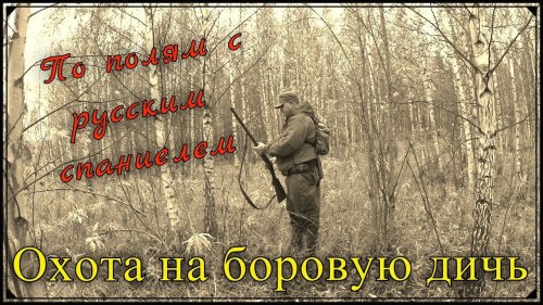 Охота на боровую дичь. С русским спаниелем по полям. Работа спаниеля по зайцу