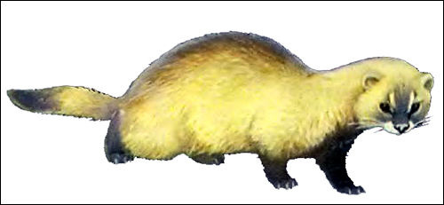 Хорь