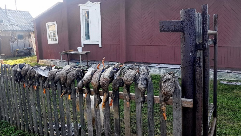 Общая добыча после первой зорьки