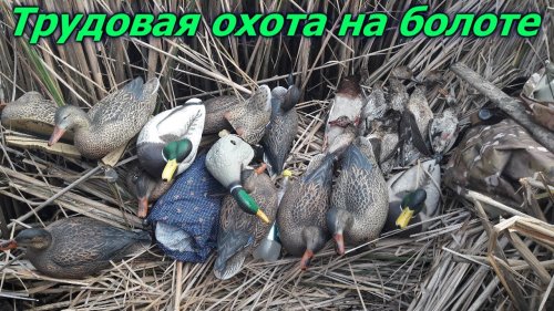 Трудовая и удачная охота на утку на болоте