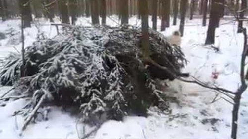 Лихой наездник