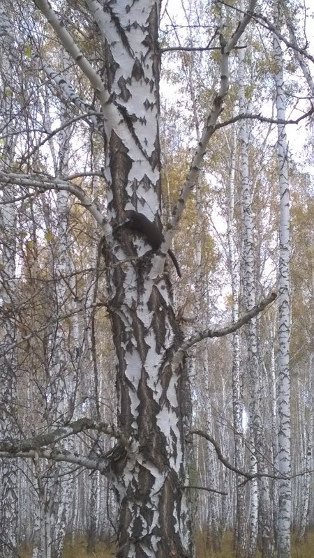 норка сегодня позировала