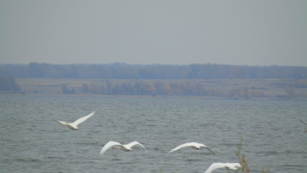 лебеди