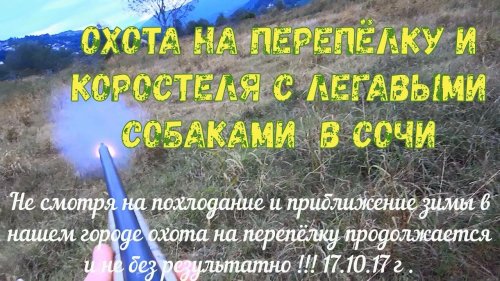 Охота на перепёлку и коростеля с легавыми собаками в Сочи 17.10.17г .