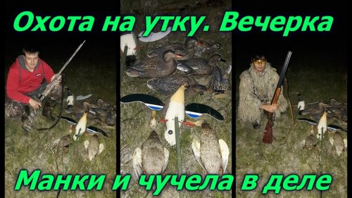 Охота на утку. Вечерка. Манки и чучела в деле и как уйти от ноля