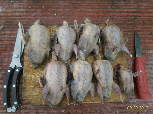 кулики